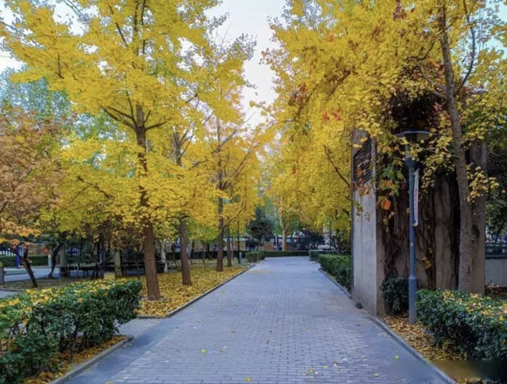 裘马都(5)